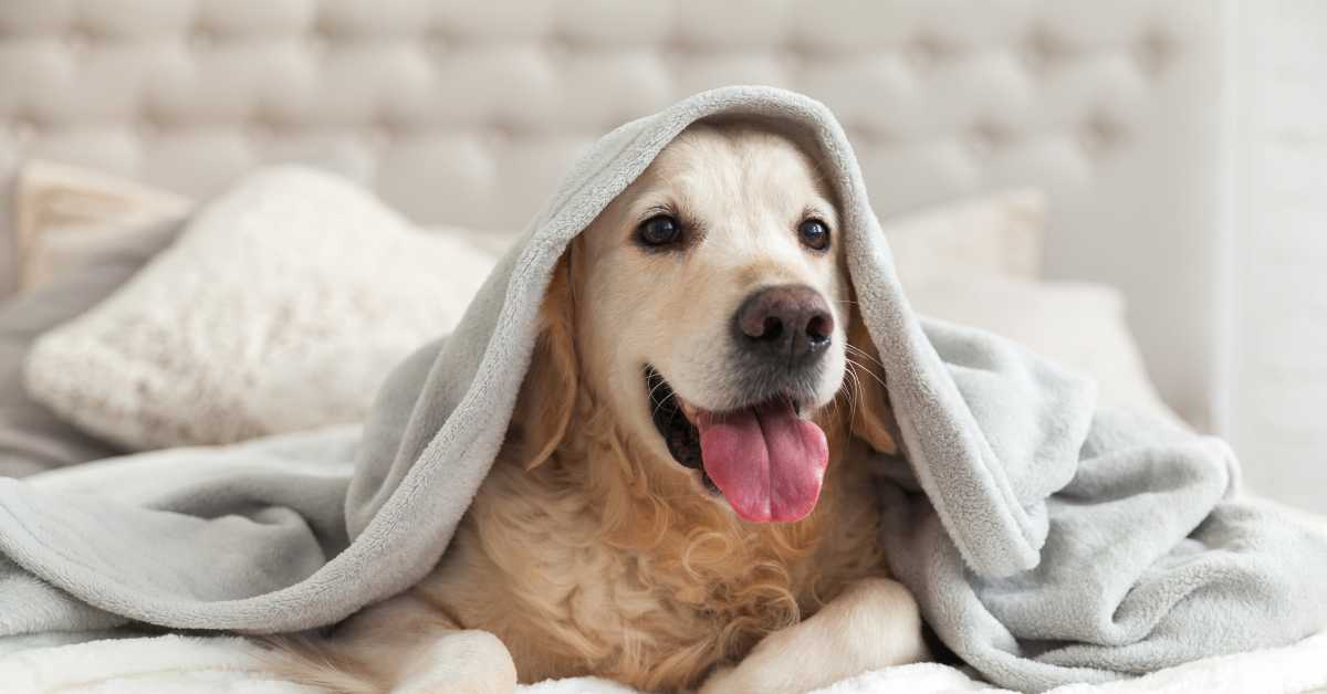 Pets as Property Under Florida